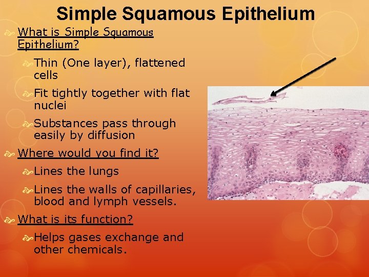 Simple Squamous Epithelium What is Simple Squamous Epithelium? Thin (One layer), flattened cells Fit