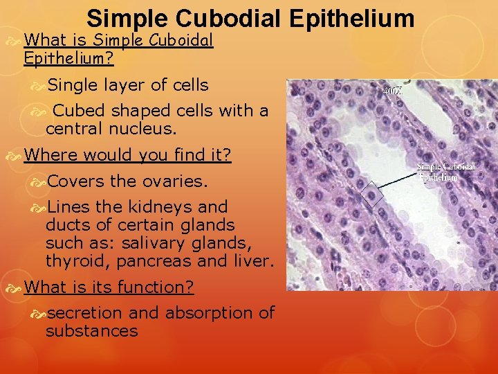 Simple Cubodial Epithelium What is Simple Cuboidal Epithelium? Single layer of cells Cubed shaped