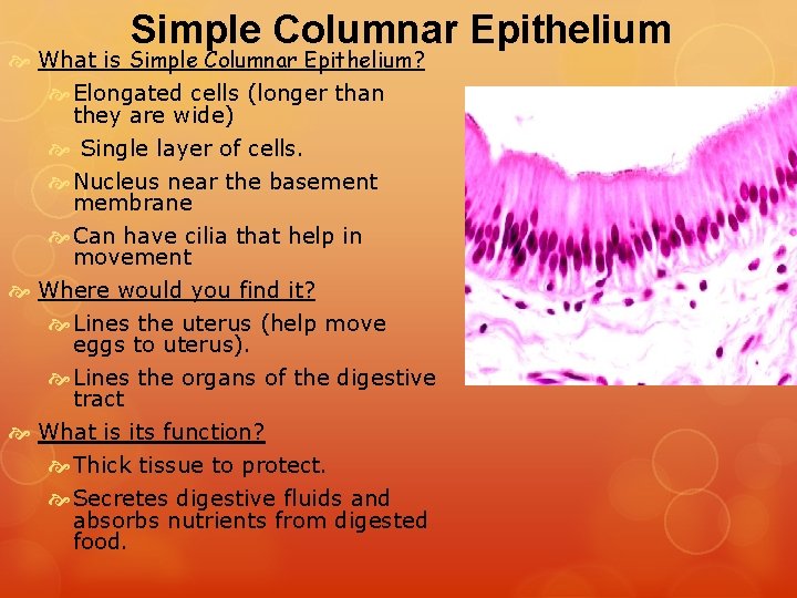 Simple Columnar Epithelium What is Simple Columnar Epithelium? Elongated cells (longer than they are Simple Columnar Epithelium What is Simple Columnar Epithelium? Elongated cells (longer than they are