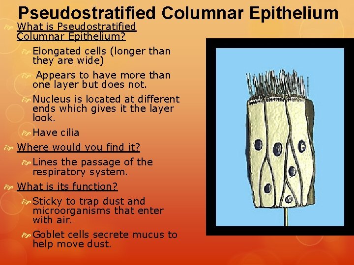 Pseudostratified Columnar Epithelium What is Pseudostratified Columnar Epithelium? Elongated cells (longer than they are Pseudostratified Columnar Epithelium What is Pseudostratified Columnar Epithelium? Elongated cells (longer than they are