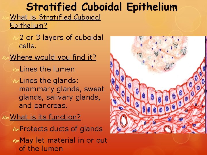 Stratified Cuboidal Epithelium What is Stratified Cuboidal Epithelium? 2 or 3 layers of cuboidal Stratified Cuboidal Epithelium What is Stratified Cuboidal Epithelium? 2 or 3 layers of cuboidal