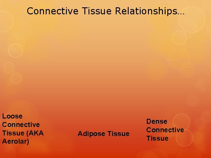 Connective Tissue Relationships… Loose Connective Tissue (AKA Aerolar) Adipose Tissue Dense Connective Tissue 