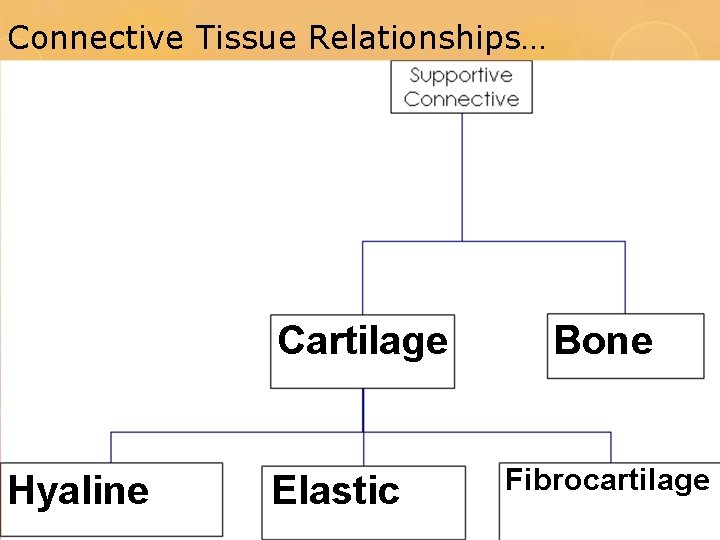 Connective Tissue Relationships… Cartilage Hyaline Elastic Bone Fibrocartilage 