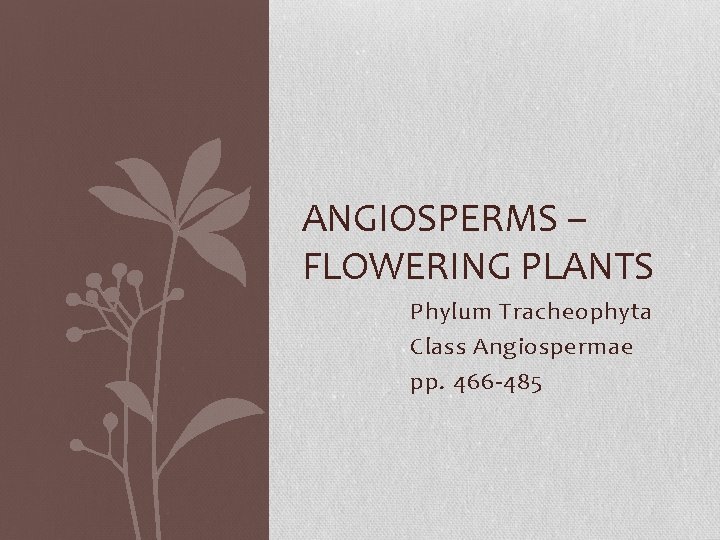 ANGIOSPERMS – FLOWERING PLANTS Phylum Tracheophyta Class Angiospermae pp. 466 -485 