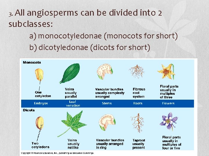 3. All angiosperms can be divided into 2 subclasses: a) monocotyledonae (monocots for short)