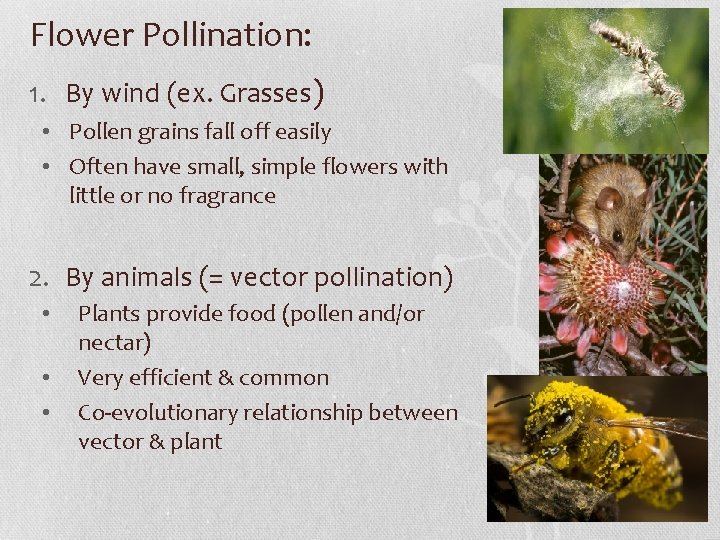 Flower Pollination: 1. By wind (ex. Grasses) • Pollen grains fall off easily •