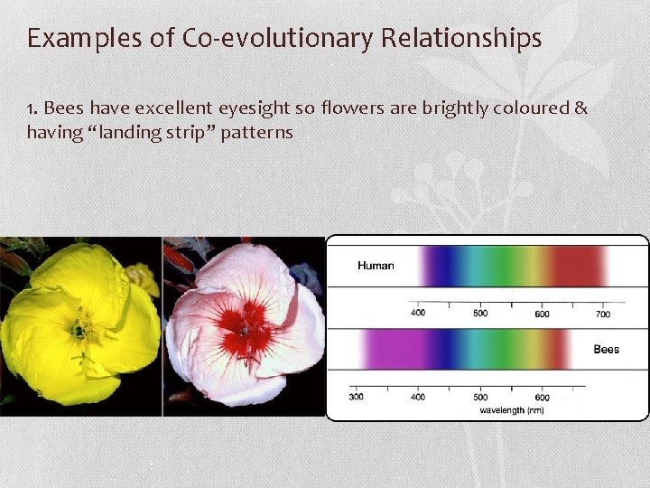 Examples of Co-evolutionary Relationships 1. Bees have excellent eyesight so flowers are brightly coloured