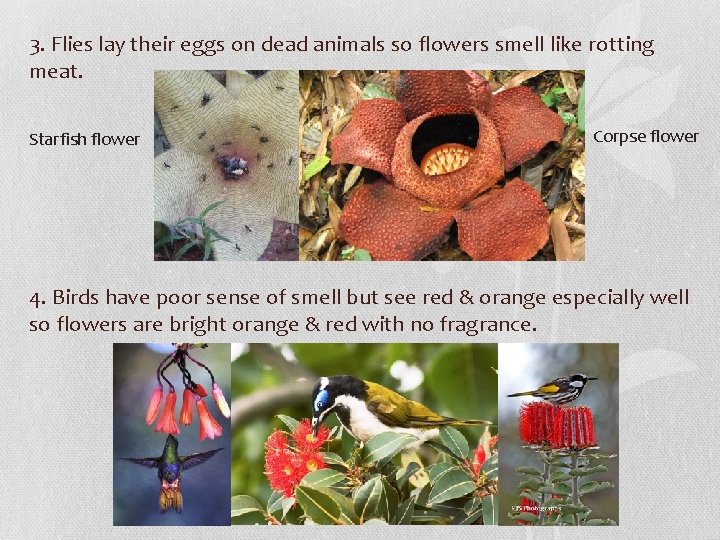 3. Flies lay their eggs on dead animals so flowers smell like rotting meat.