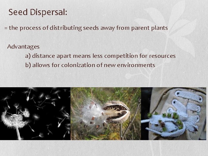 Seed Dispersal: = the process of distributing seeds away from parent plants Advantages a)