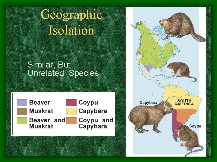 Geographic Isolation Similar, But Unrelated Species 