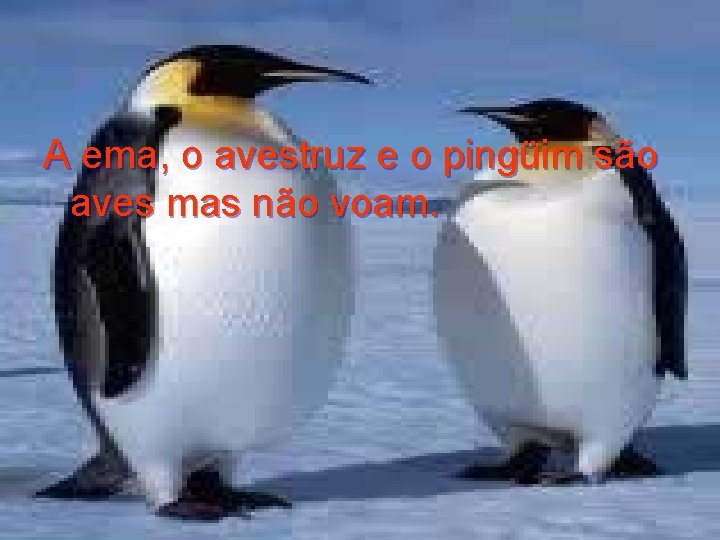 A ema, o avestruz e o pingüim são aves mas não voam. 