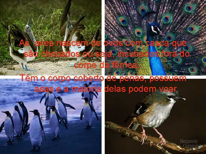 As aves nascem de ovos com casca que são chocados ou seja, incubados fora