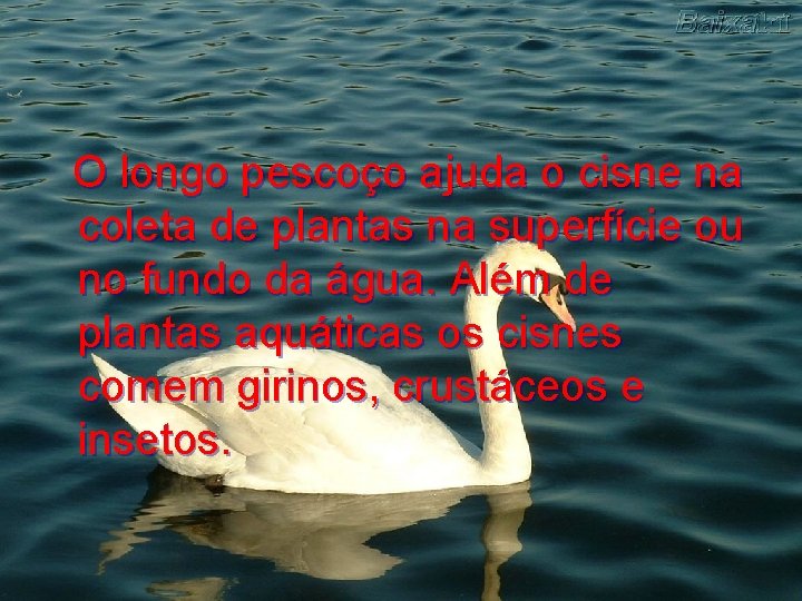 O longo pescoço ajuda o cisne na coleta de plantas na superfície ou no