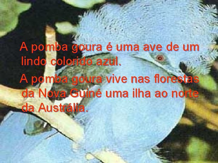 A pomba goura é uma ave de um lindo colorido azul. A pomba goura