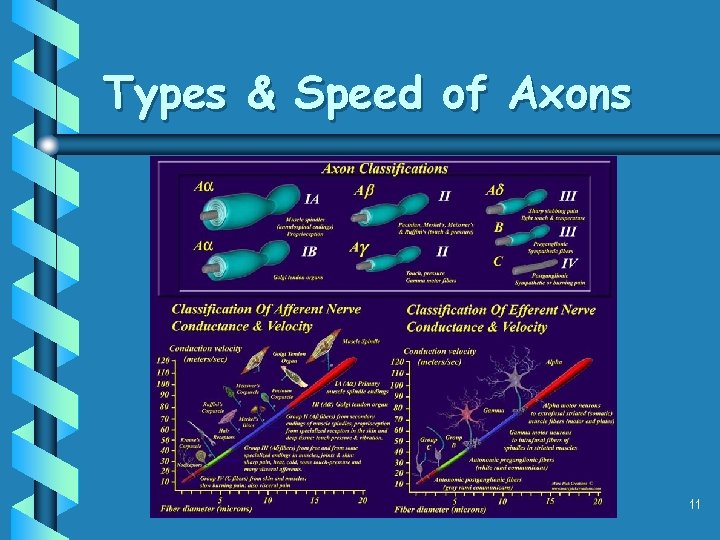Types & Speed of Axons 11 Types & Speed of Axons 11