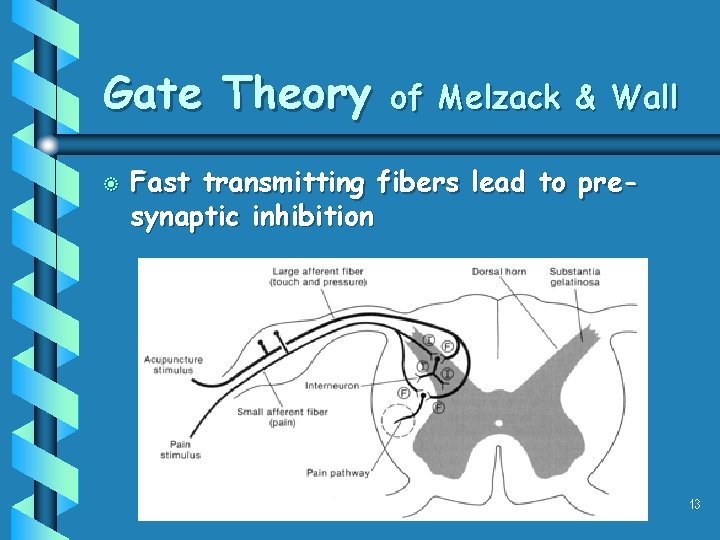 Gate Theory b of Melzack & Wall Fast transmitting fibers lead to presynaptic inhibition Gate Theory b of Melzack & Wall Fast transmitting fibers lead to presynaptic inhibition