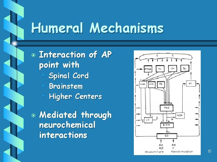 Humeral Mechanisms b Interaction of AP point with • • • b Spinal Cord Humeral Mechanisms b Interaction of AP point with • • • b Spinal Cord