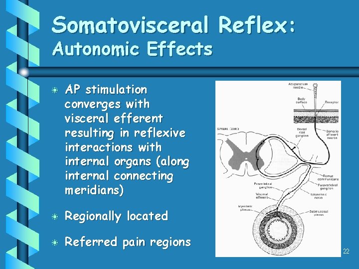 Somatovisceral Reflex: Autonomic Effects b AP stimulation converges with visceral efferent resulting in reflexive Somatovisceral Reflex: Autonomic Effects b AP stimulation converges with visceral efferent resulting in reflexive
