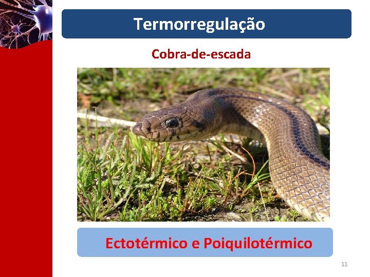 Termorregulação Cobra-de-escada Ectotérmico e Poiquilotérmico 11 