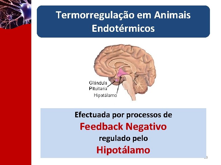 Termorregulação em Animais Endotérmicos Efectuada por processos de Feedback Negativo regulado pelo Hipotálamo 13