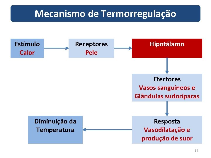 Mecanismo de Termorregulação Estímulo Calor Receptores Pele Hipotálamo Efectores Vasos sanguíneos e Glândulas sudoríparas