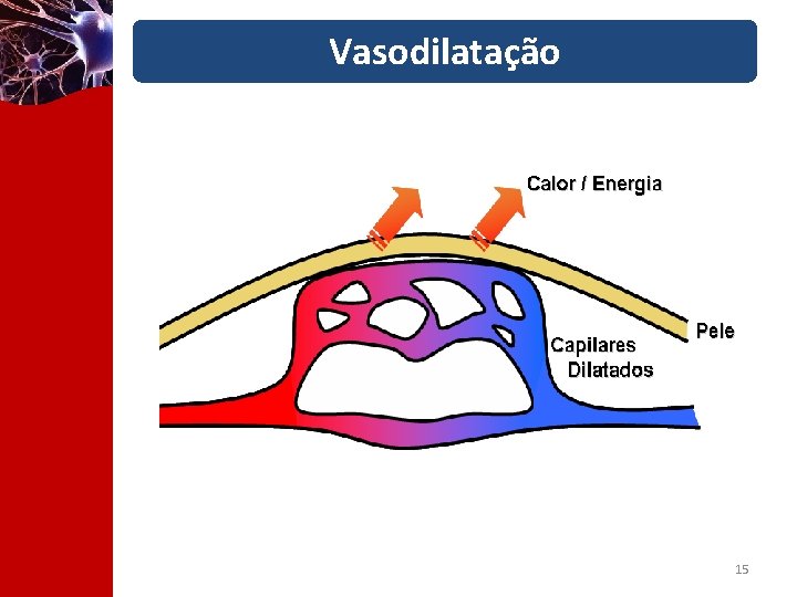 Vasodilatação 15 