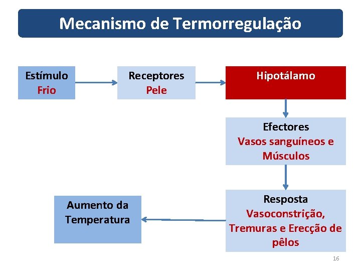 Mecanismo de Termorregulação Estímulo Frio Receptores Pele Hipotálamo Efectores Vasos sanguíneos e Músculos Aumento