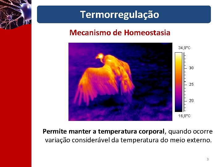 Termorregulação Mecanismo de Homeostasia Permite manter a temperatura corporal, quando ocorre variação considerável da