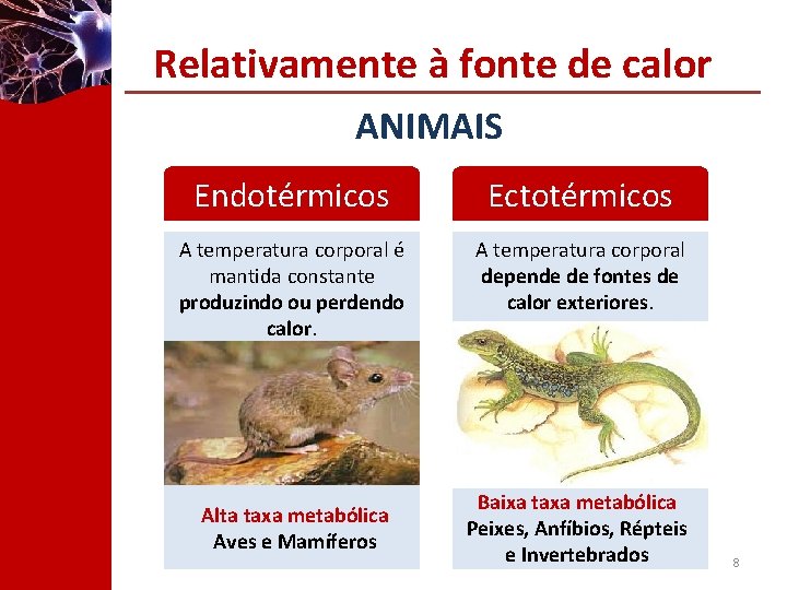 Relativamente à fonte de calor ANIMAIS Endotérmicos Ectotérmicos A temperatura corporal é mantida constante