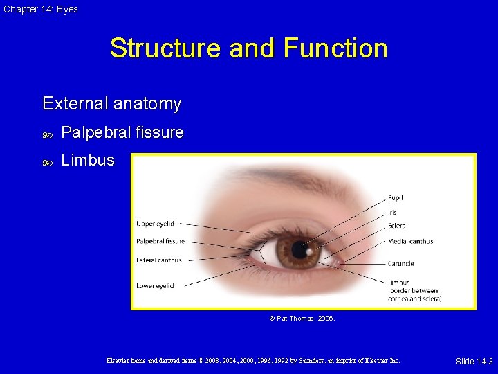 Chapter 14: Eyes Structure and Function External anatomy Palpebral fissure Limbus © Pat Thomas,