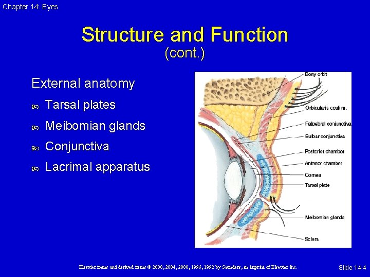 Chapter 14: Eyes Structure and Function (cont. ) External anatomy Tarsal plates Meibomian glands