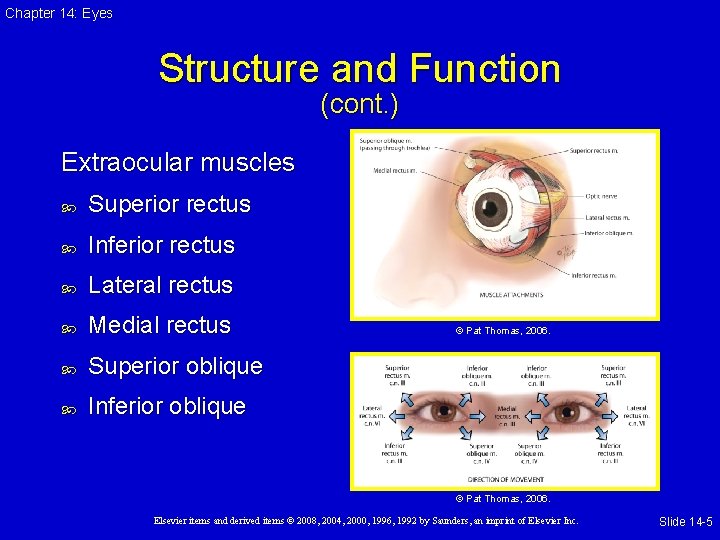 Chapter 14: Eyes Structure and Function (cont. ) Extraocular muscles Superior rectus Inferior rectus
