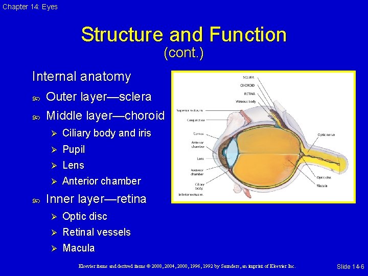 Chapter 14: Eyes Structure and Function (cont. ) Internal anatomy Outer layer—sclera Middle layer—choroid