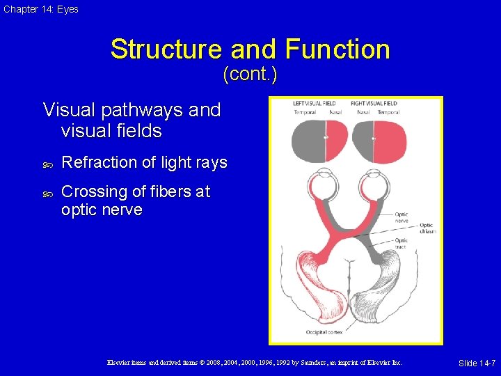 Chapter 14: Eyes Structure and Function (cont. ) Visual pathways and visual fields Refraction