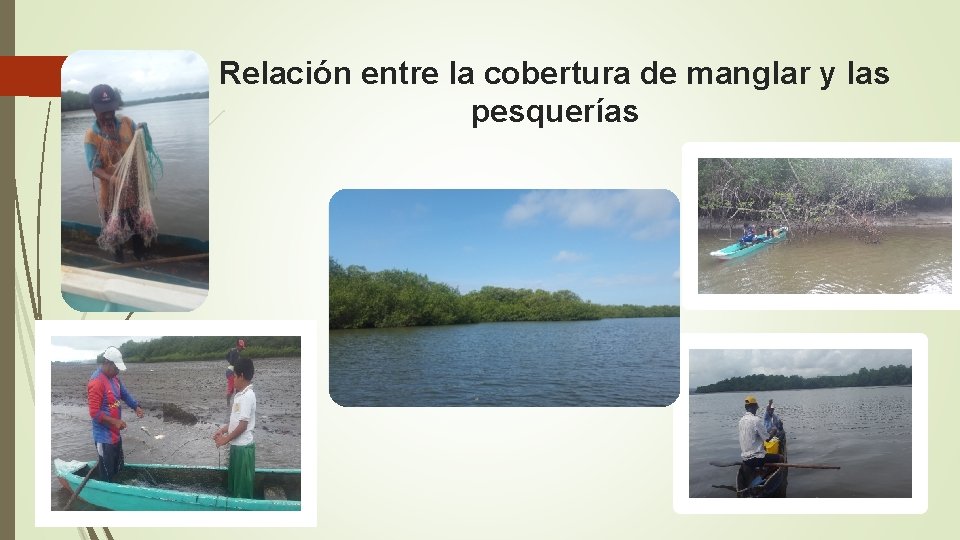 Relación entre la cobertura de manglar y las pesquerías 