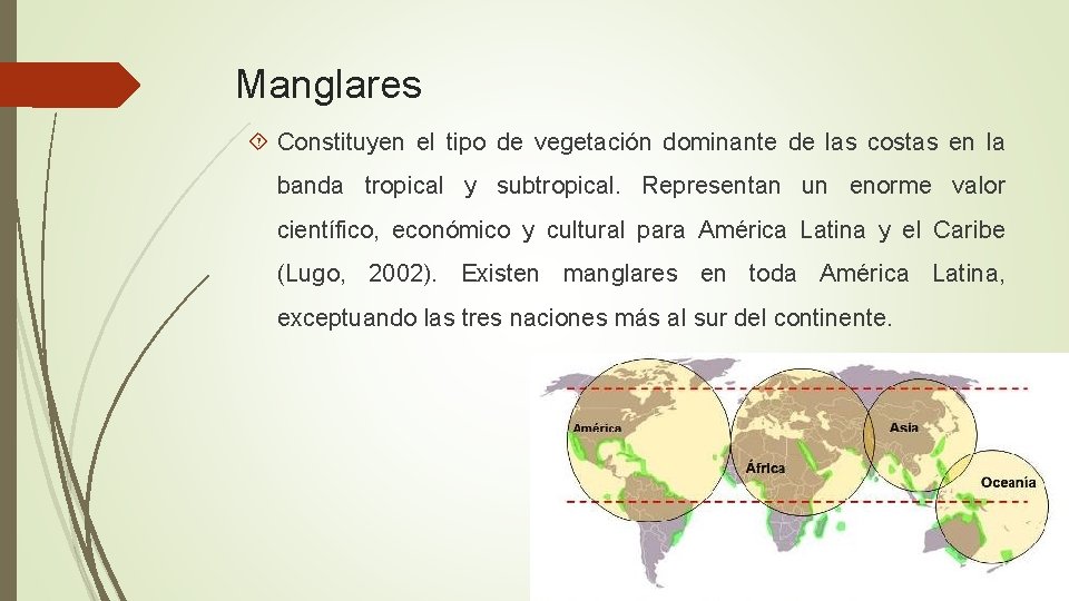 Manglares Constituyen el tipo de vegetación dominante de las costas en la banda tropical