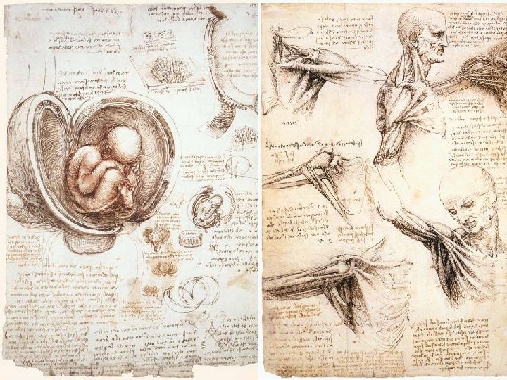Leonardo da Vinci “Renaissance Man” 