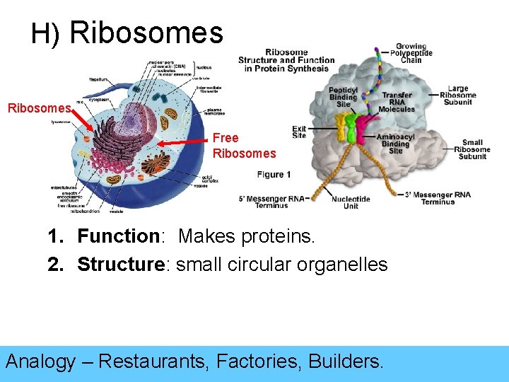 H) Ribosomes Free Ribosomes 1. Function: Makes proteins. 2. Structure: small circular organelles Analogy