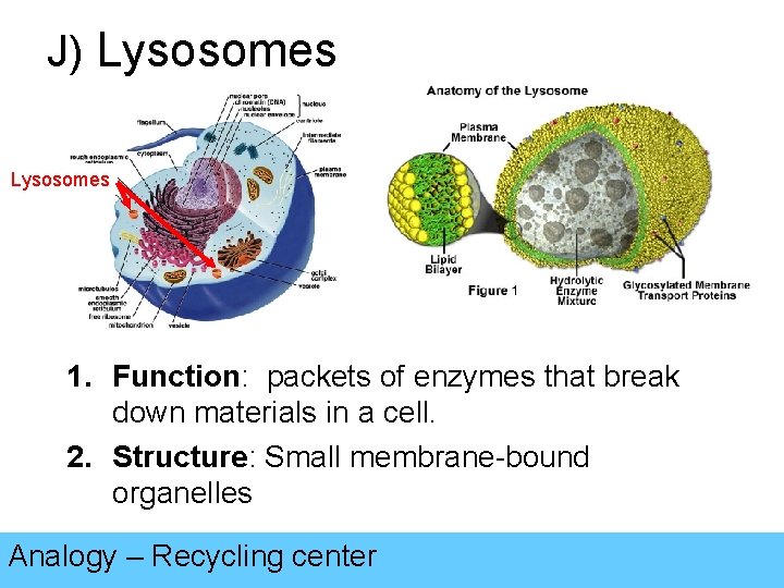 J) Lysosomes 1. Function: packets of enzymes that break down materials in a cell.