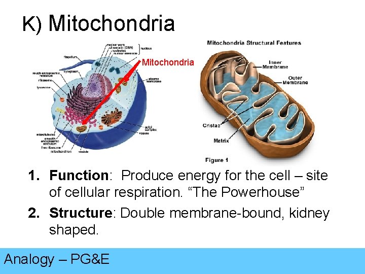 K) Mitochondria 1. Function: Produce energy for the cell – site of cellular respiration.