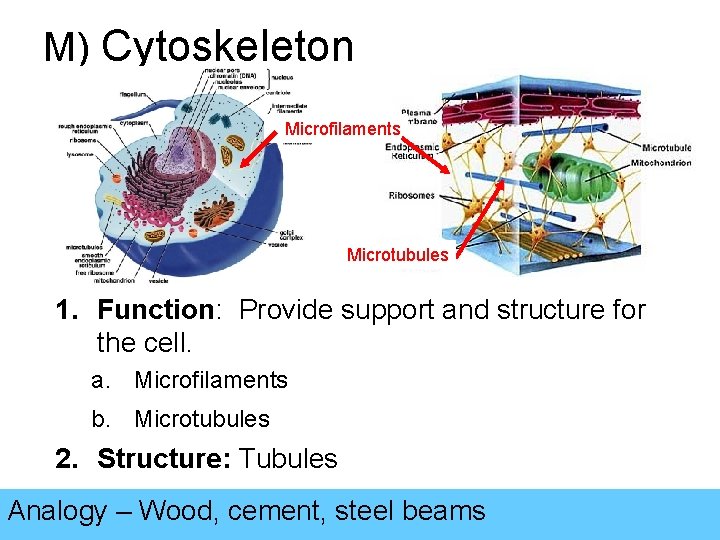M) Cytoskeleton Microfilaments Microtubules 1. Function: Provide support and structure for the cell. a.
