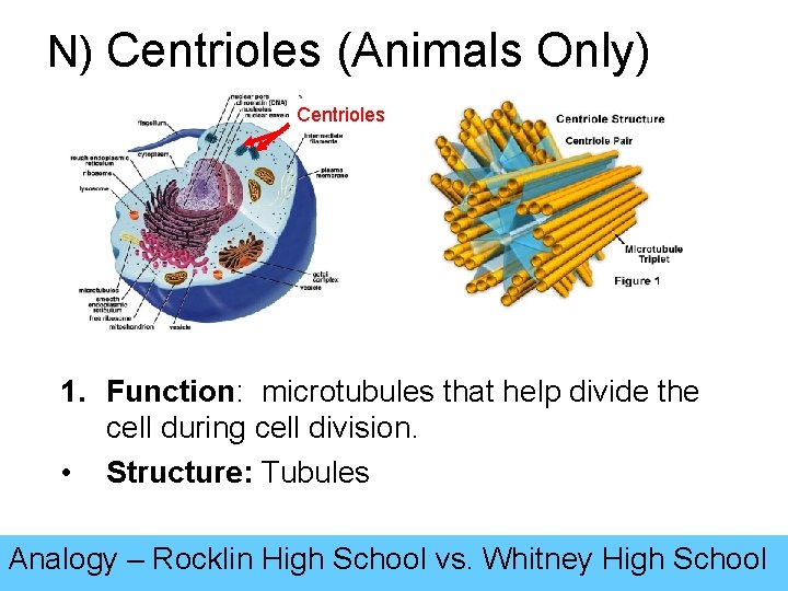 N) Centrioles (Animals Only) Centrioles 1. Function: microtubules that help divide the cell during