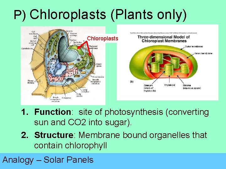 P) Chloroplasts (Plants only) Chloroplasts 1. Function: site of photosynthesis (converting sun and CO