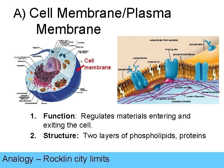 A) Cell Membrane/Plasma Membrane Cell membrane 1. Function: Regulates materials entering and exiting the