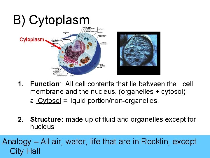 B) Cytoplasm 1. Function: All cell contents that lie between the cell membrane and
