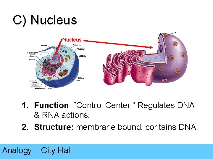 C) Nucleus 1. Function: “Control Center. ” Regulates DNA & RNA actions. 2. Structure: