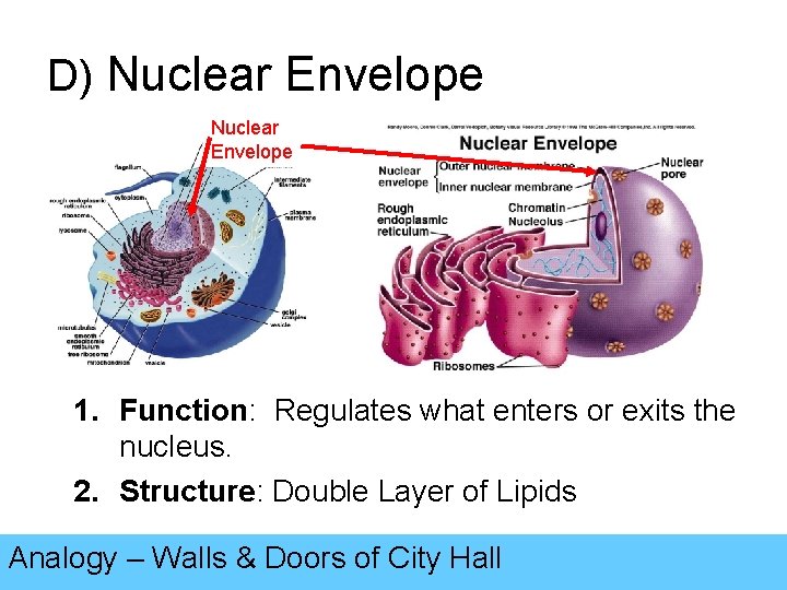 D) Nuclear Envelope 1. Function: Regulates what enters or exits the nucleus. 2. Structure: