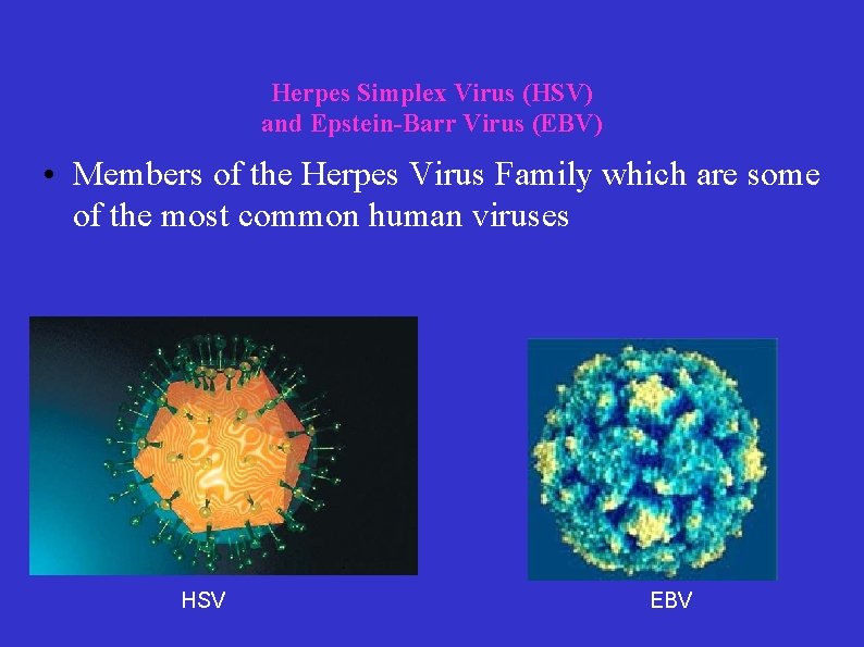 Herpes Simplex Virus (HSV) and Epstein-Barr Virus (EBV) • Members of the Herpes Virus