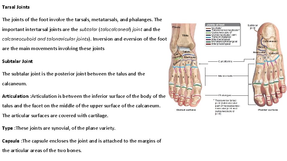 Tarsal Joints The joints of the foot involve the tarsals, metatarsals, and phalanges. The