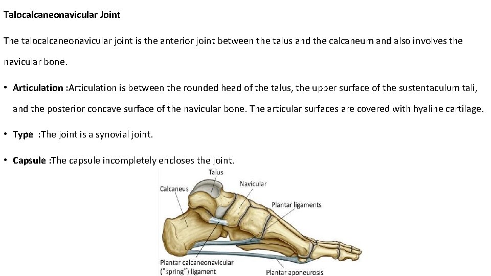 Talocalcaneonavicular Joint The talocalcaneonavicular joint is the anterior joint between the talus and the